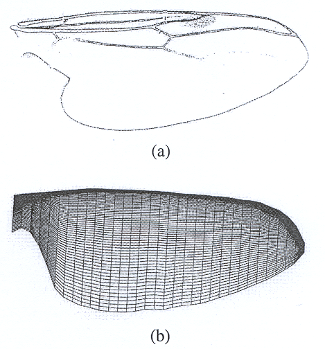 Insect-like flapping wing (a) wing of a Bibio (Diptera: Bibionidae), and (b) simplified geometry and mesh used for calculations.