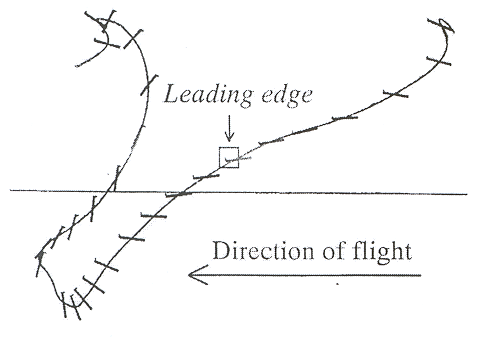 Typical motions of fly?s flapping wing.