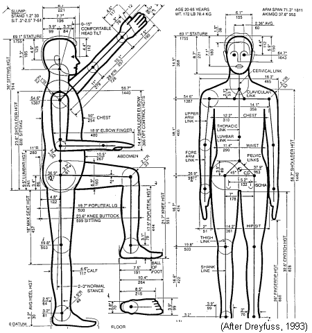 Body segment parameters (derived from [7]).