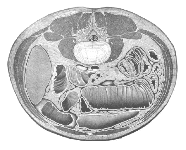 A cross-section through the region of the stomach (derived from [6]).