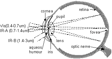 Ocular sensitivity to military lasers.